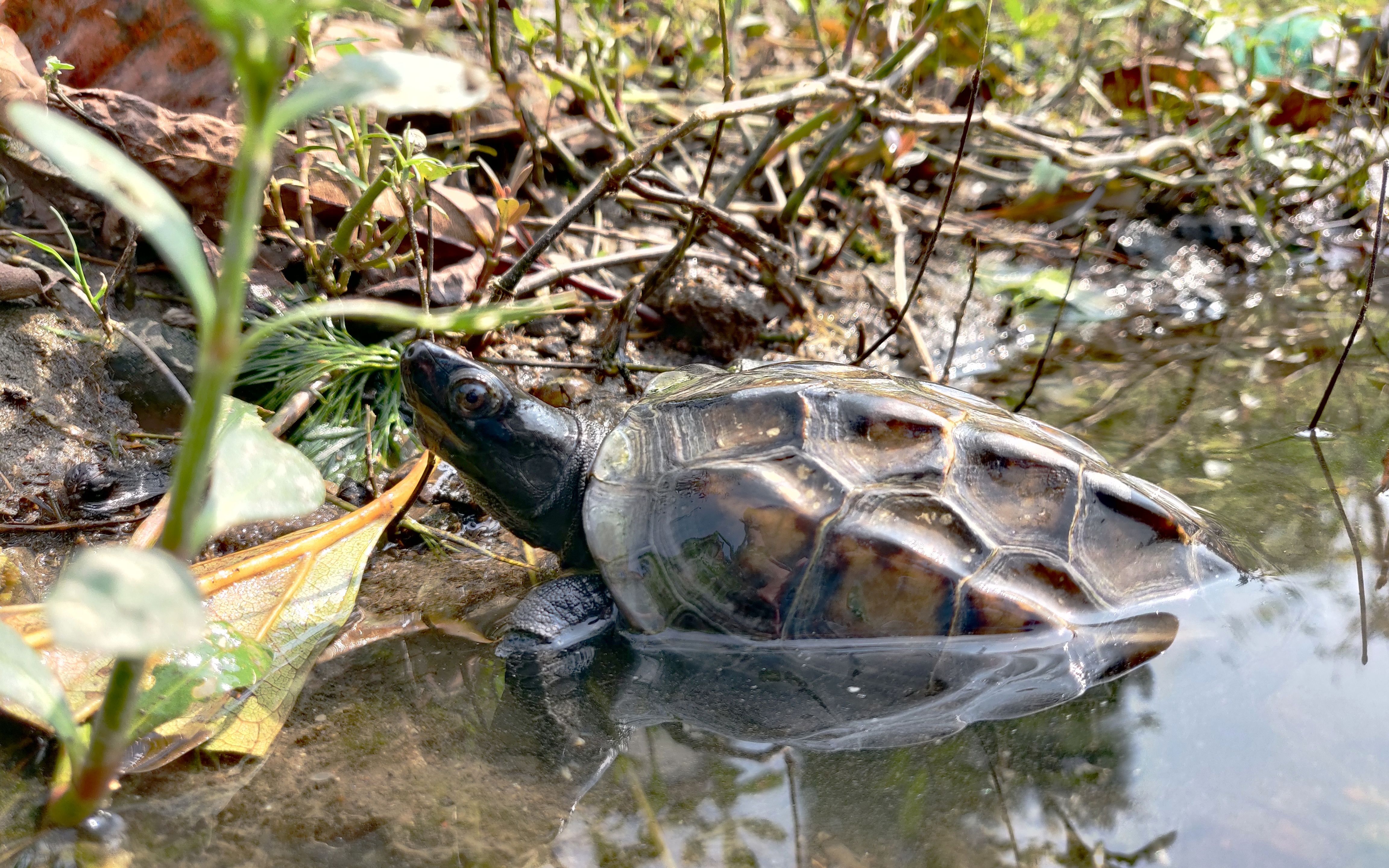 本土龟在野生水域觅食