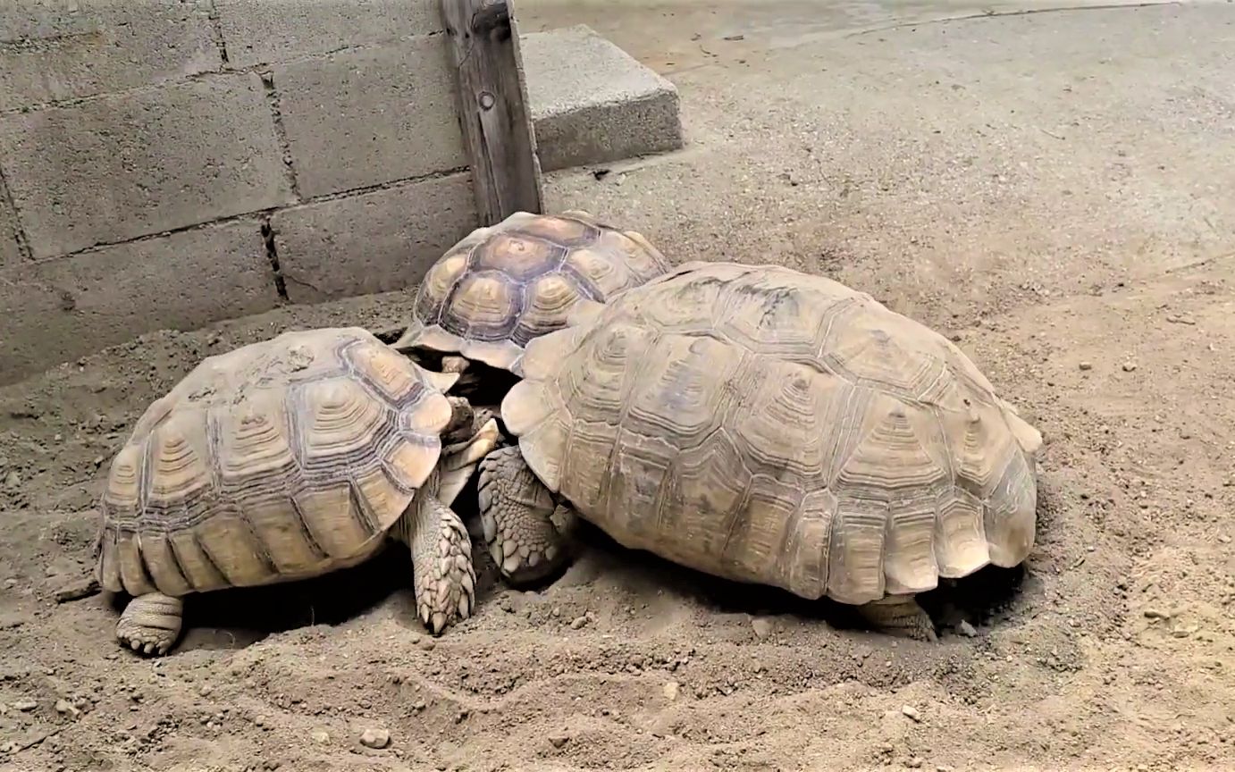 非洲陆龟的激烈打架