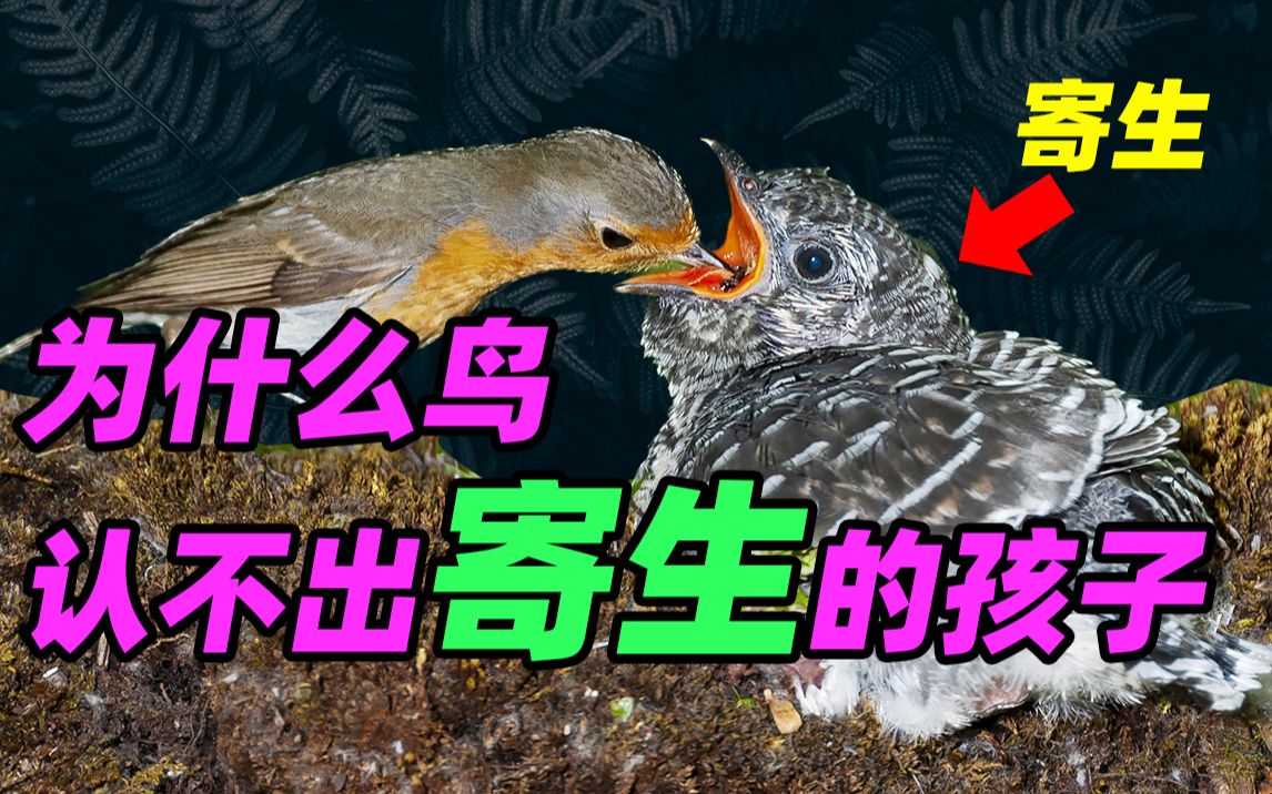 【寄生之道03】为什么鸟被杜鹃寄生却无动于衷? 真实的巢寄生博弈有多激烈!哔哩哔哩bilibili