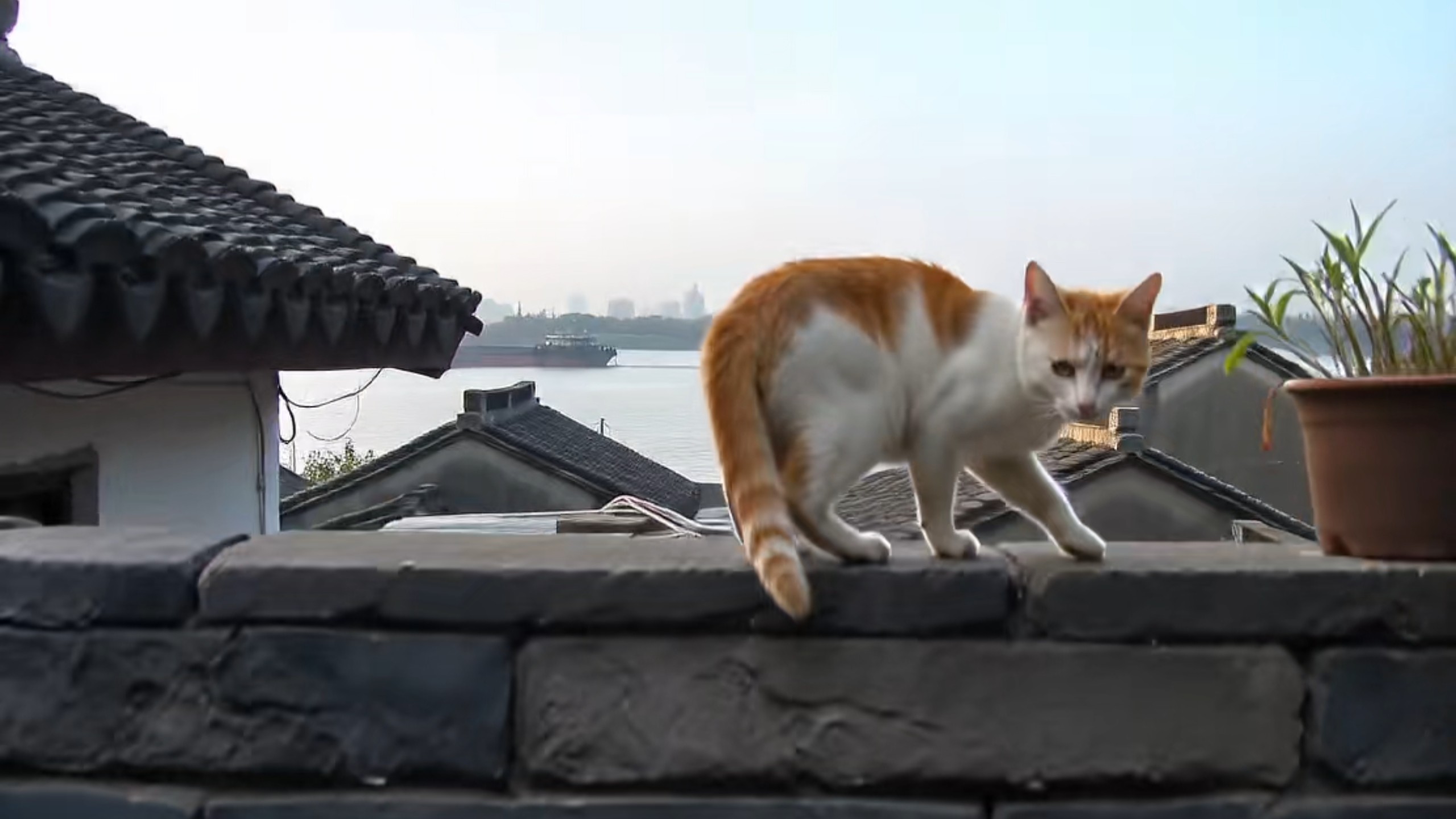 2004 年 7月，长江边上的小巷人家