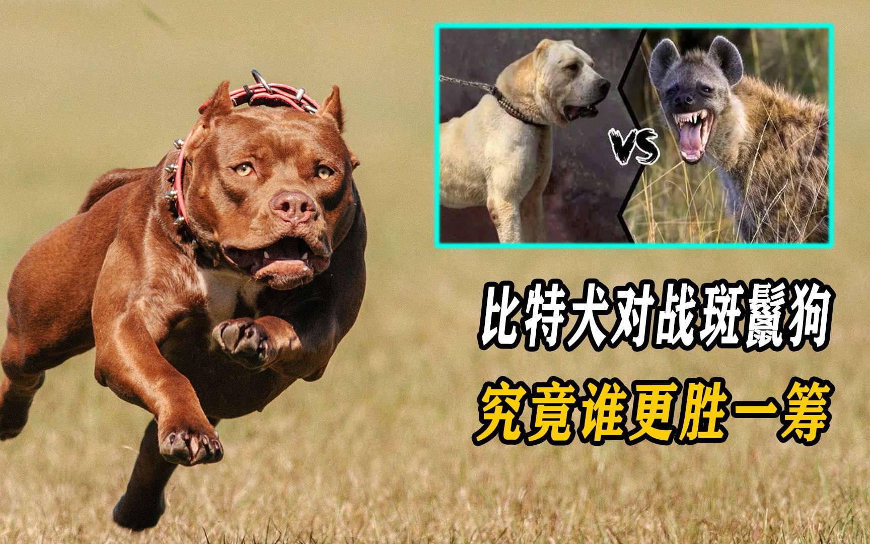 比特犬对战斑鬣狗!当老虎杀手遇上肛肠科主任,谁能更胜一筹?