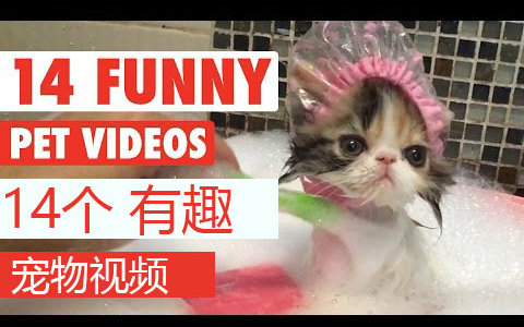 【宠物】2016年 14个有趣的宠物视频 14 Funny Pet Videos 2016哔哩哔哩bilibili