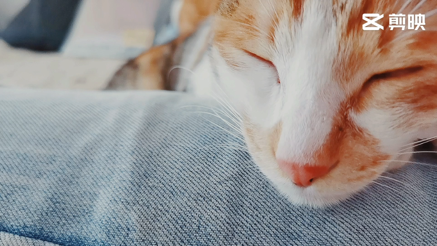 中午休息时间,我靠着沙发,猫咪靠着我,其中一只傻猫伸着舌头