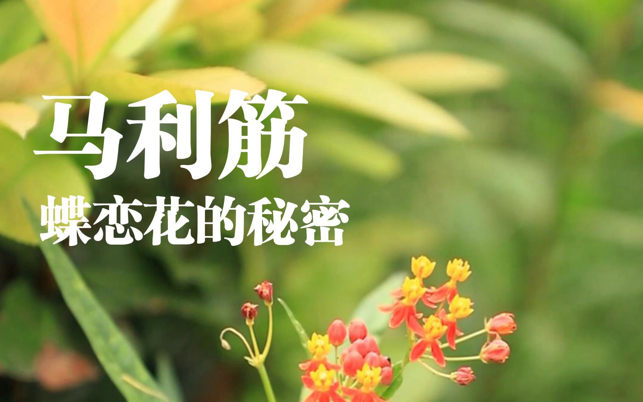 [图]这花有毒，蝴蝶偏爱