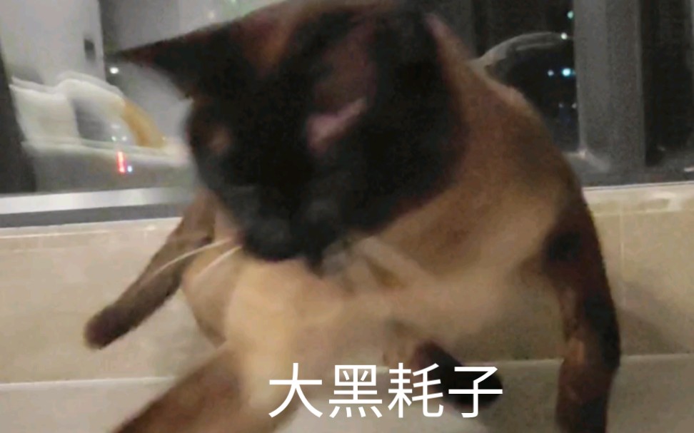 宝宝,你是一个大黑耗子