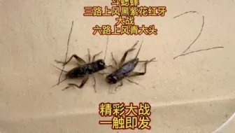 斗蟋蟀，三路上风黑紫花红牙大战六路上风青大头，精彩大战一触即发