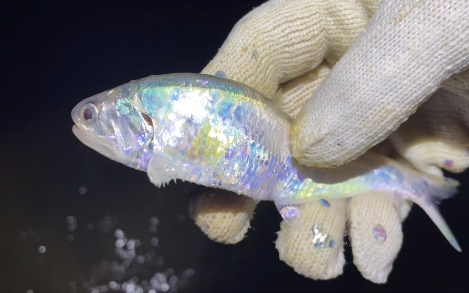 雷子赶海捡海螺,发现一条银色的小鱼