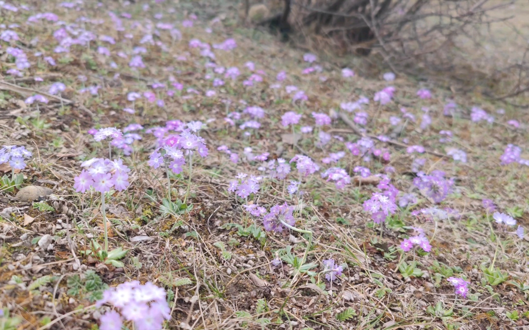 满屏的高原花朵,喜欢么哔哩哔哩bilibili