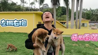 汪星人 暴打不听话的柴犬 日本驯犬师中村信哉镜头前引发众怒 知道原因后所有人都沉默了 哔哩哔哩 Bilibili