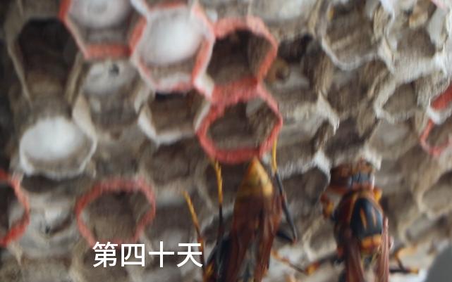 蜂筑巢,第四十天