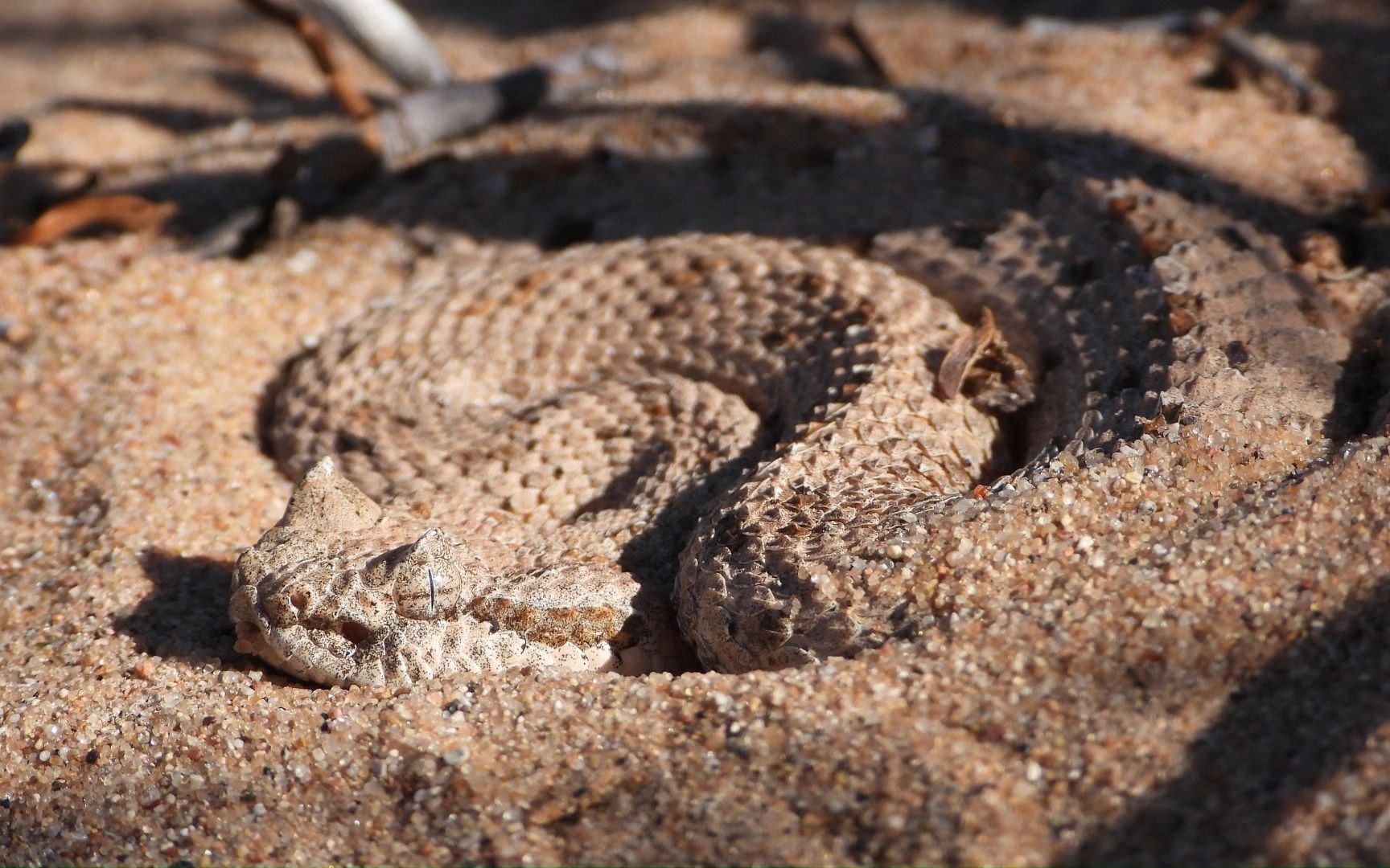 惊悚!up主在的沙漠中脚下窜出毒蛇