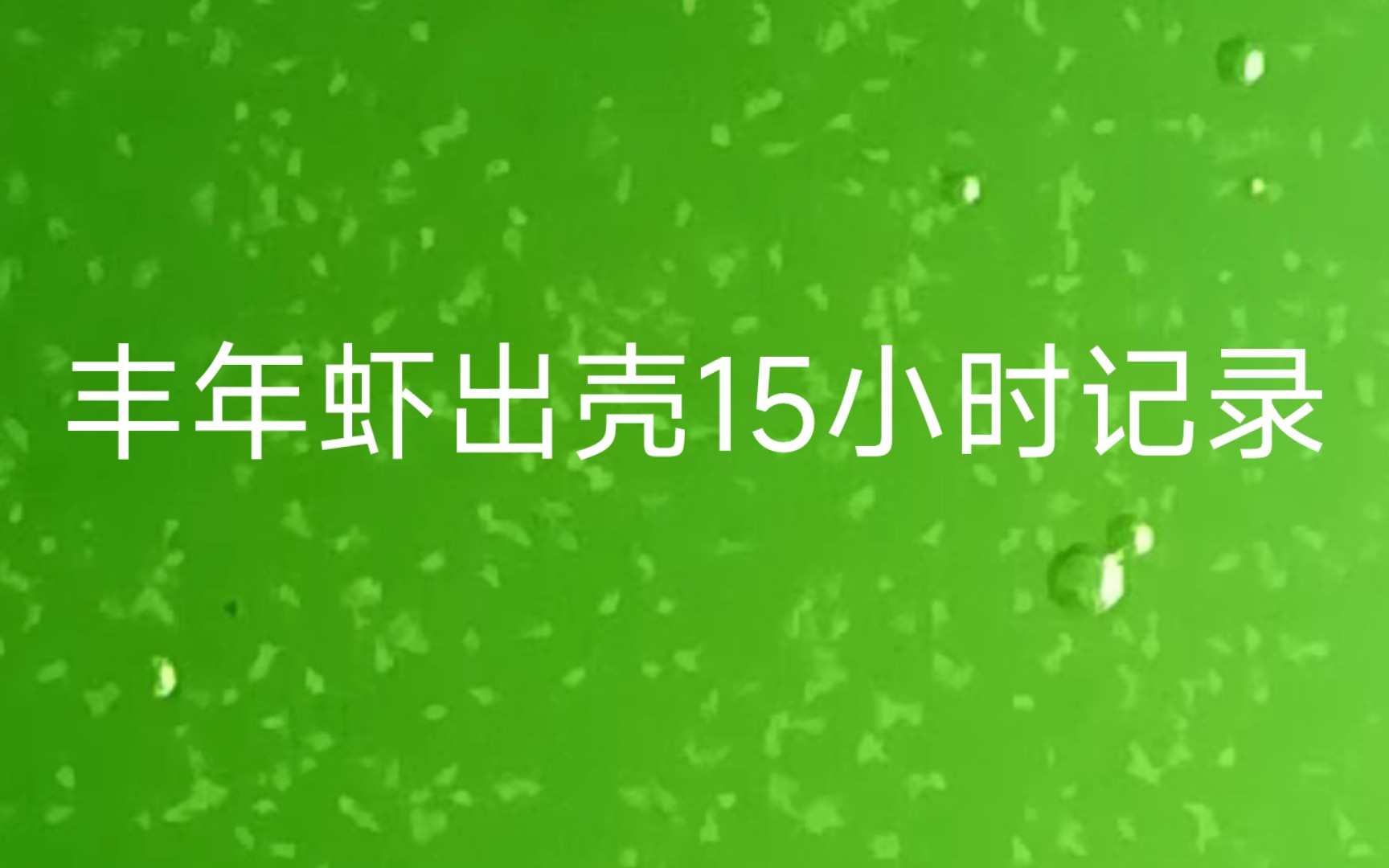 挑战用杜氏盐藻实现丰年虾的高密度永久养殖,出壳15小时记录哔哩哔哩bilibili