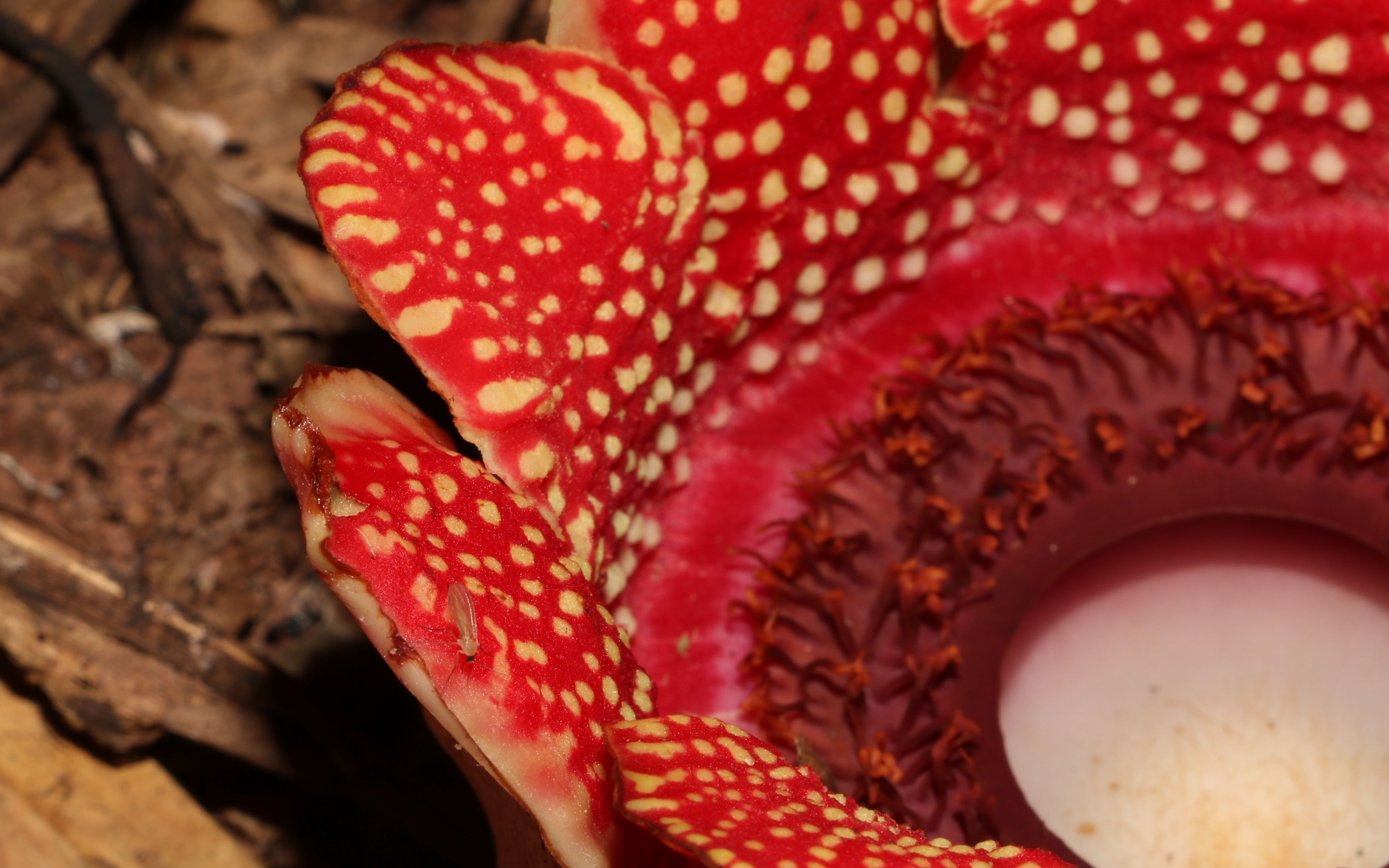 西双版纳奇葩植物——寄生花