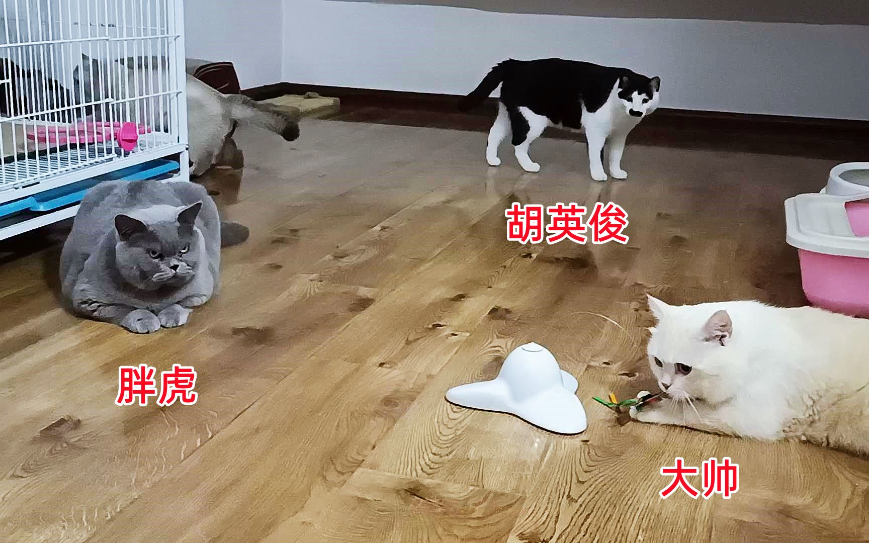 小母猫发情不爱玩玩具，想着隔壁公猫，公猫们更懒，都在那想静静_哔哩哔哩_bilibili
