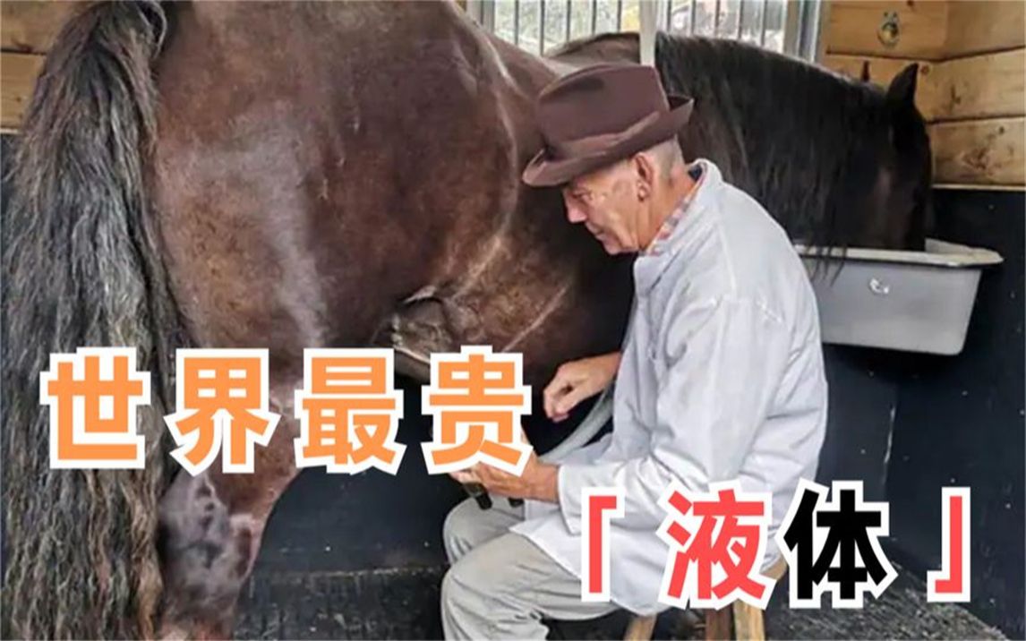 为什么马的体液是地球上最昂贵的液体,大约80毫升就价值十万美元哔哩哔哩bilibili