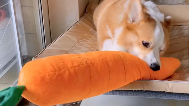 给它一个可以发声的超大胡萝卜玩具!再也没心思捣乱了