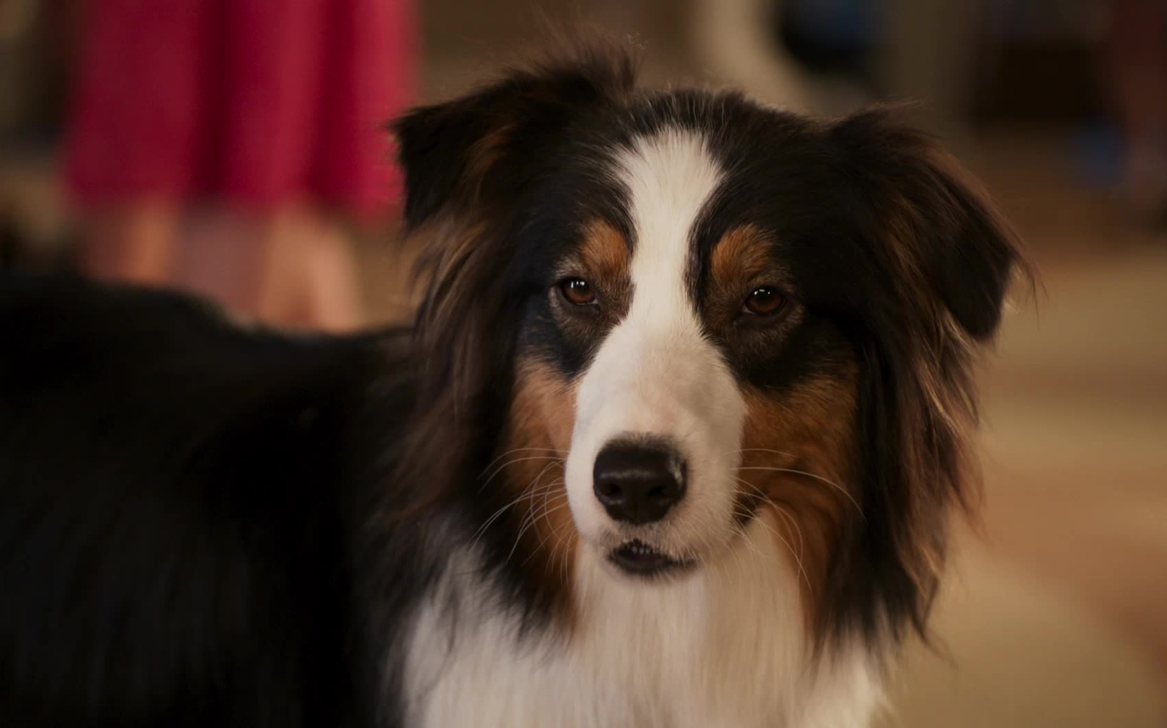 【1080p】《秀犬》欢乐预告 美国警犬拯救中国熊猫