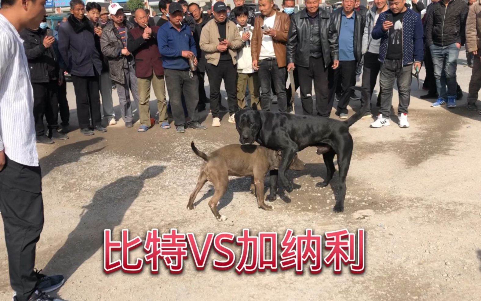 農村狗市的美國比特犬和加納利相見,猛犬相爭,點到為止