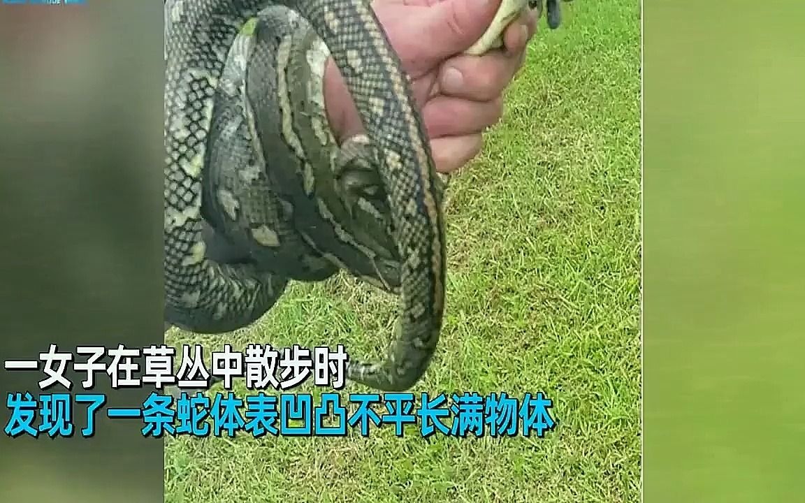 女子发现2米蟒蛇形态怪异,抓起细看被40只蜱虫吸血:头上就30只