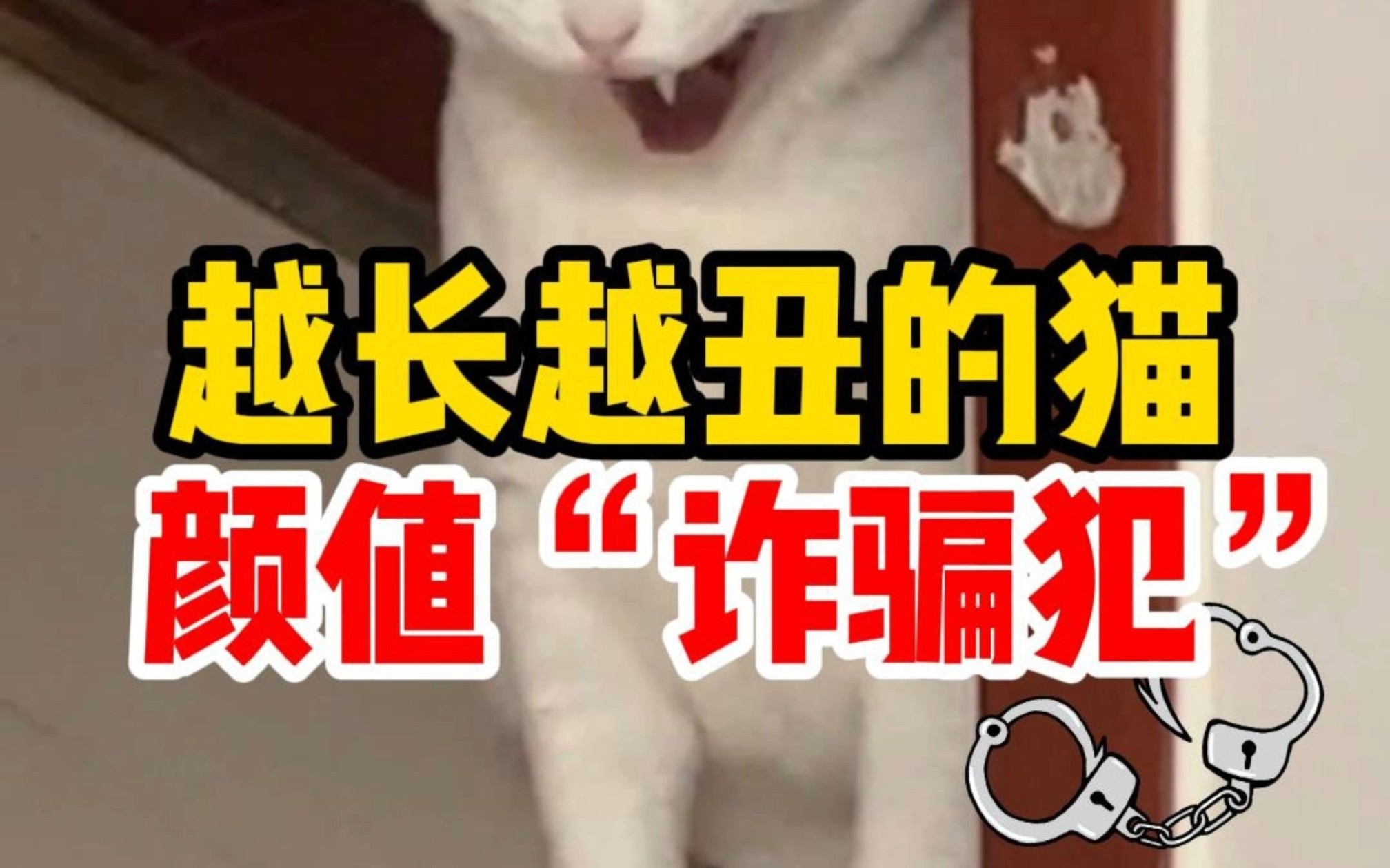 4种越长越丑的猫,颜值“诈骗犯”!哔哩哔哩bilibili