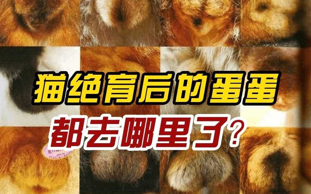 猫蛋蛋都去哪里了?哔哩哔哩bilibili