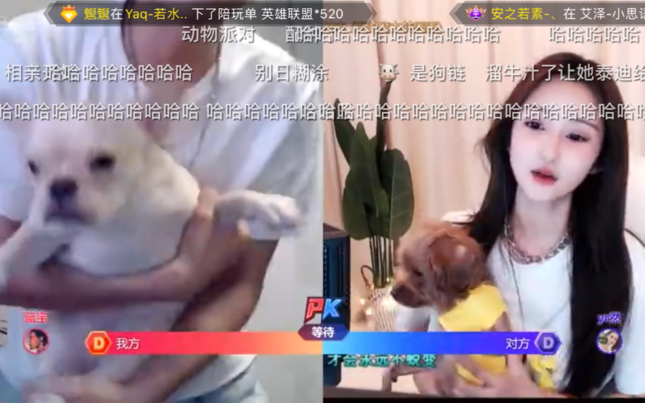 篮子和女主播的狗狗一起pk,女主播被封哔哩哔哩bilibili