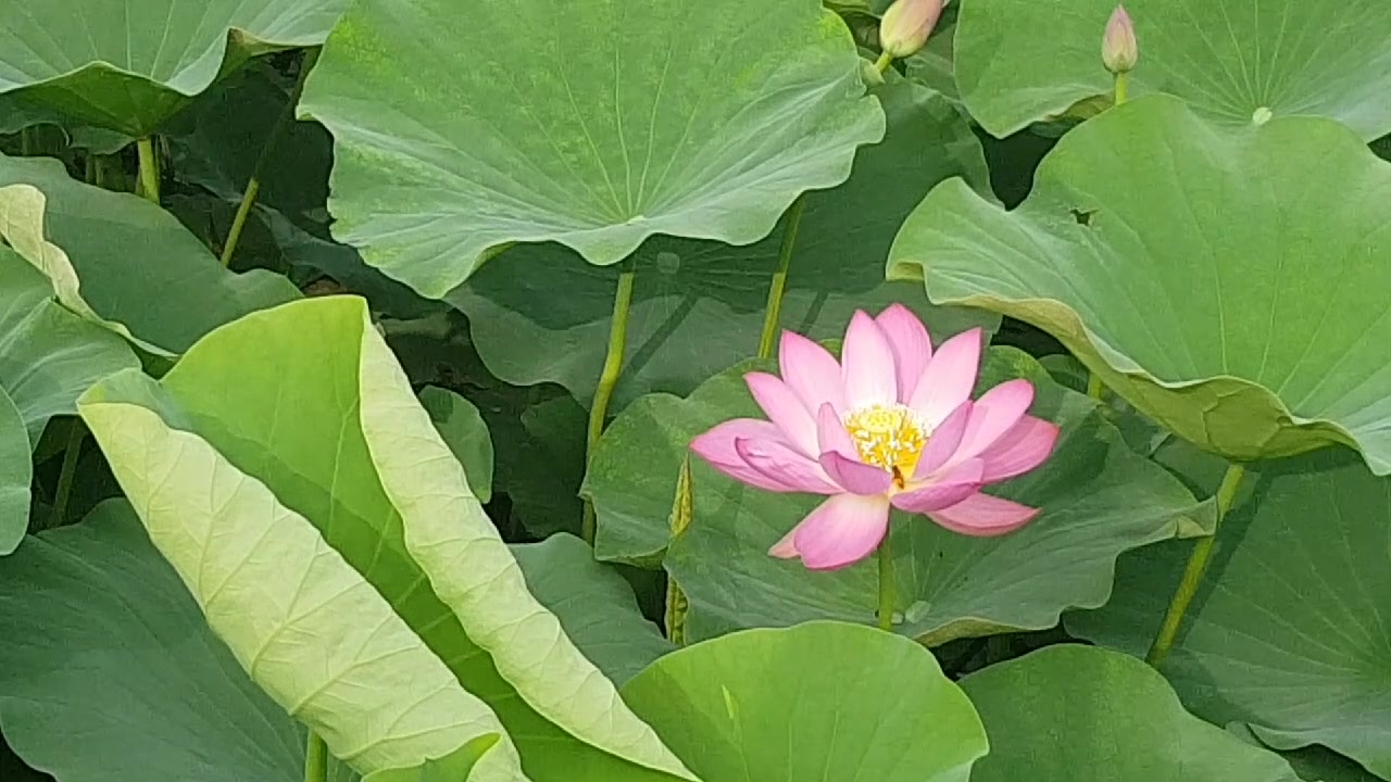 [图]荷花香醉了，伊人入梦乡