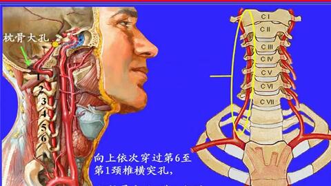 96.锁骨下动脉——系统解剖学、局部解剖学——这一套就够了_哔哩 