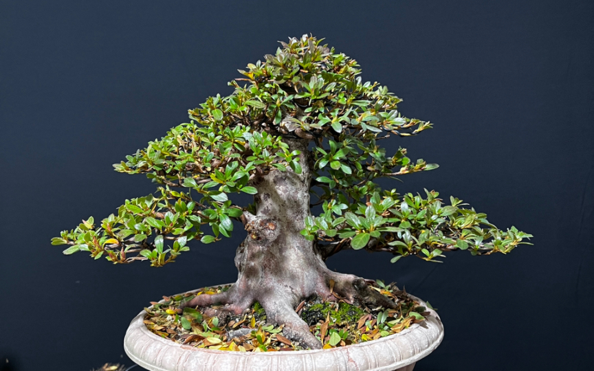 皋月杜鹃若惠比须复整