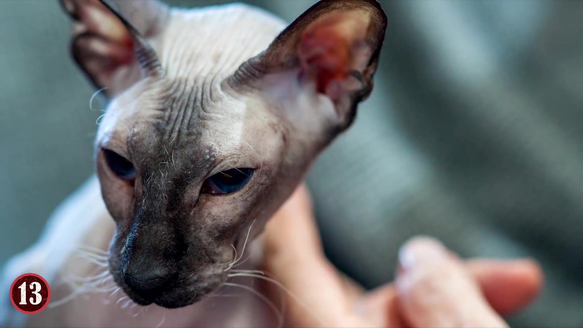 世界上最稀有的猫 14 rarest cat breeds in the world!