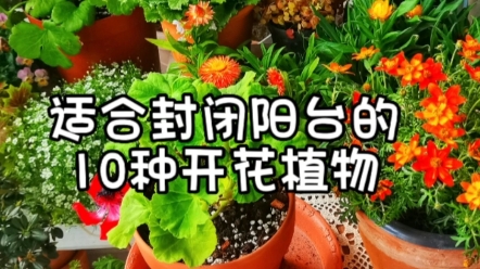 封闭阳台❗好看又好养的10种开花植物哔哩哔哩bilibili