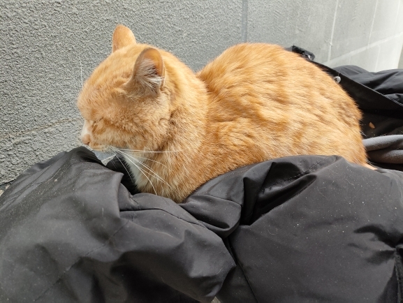 校园里的橘猫先生