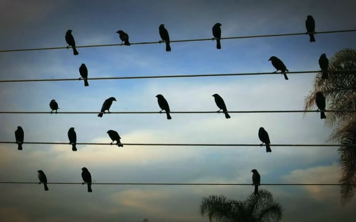 [图]Birds_on_The_Wires