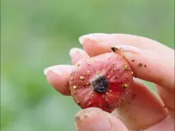 Video herunterladen: 好多朋友都说这种水果是野果中的天花板，今天尝了，确实很不错，口感很有层次很丰富，你吃过这种野果没？