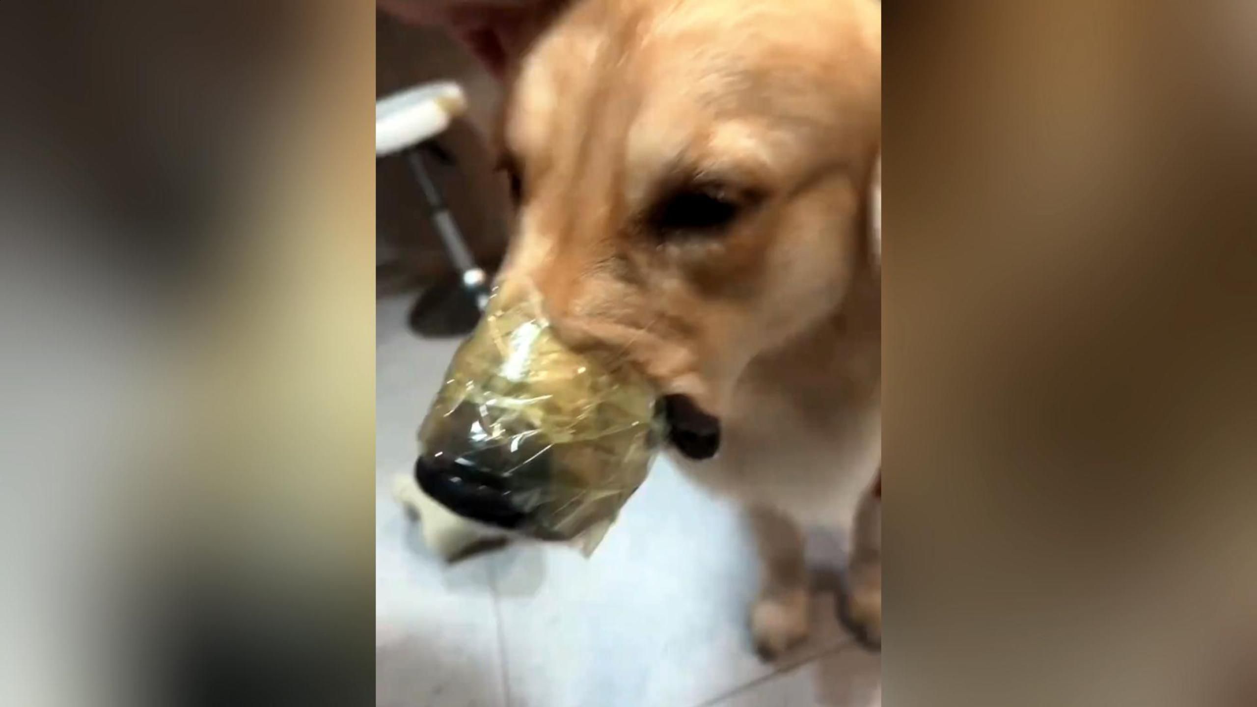 隔壁邻居三番五次投诉狗乱叫,主人用胶带缠住狗嘴,狗狗泪流满面