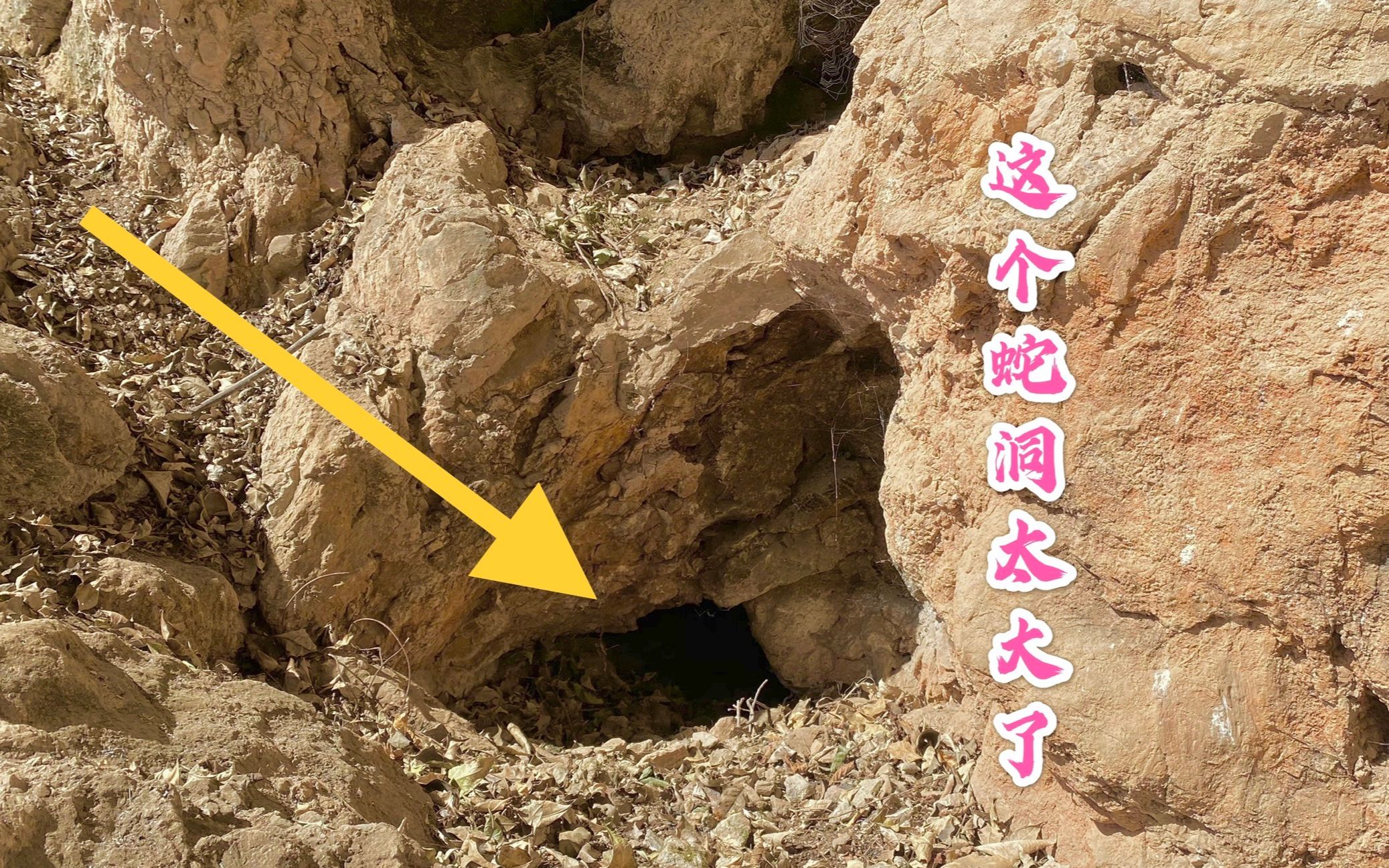 山上发现大蛇溜进山洞走近一看不淡定了这么大的蛇从没见过