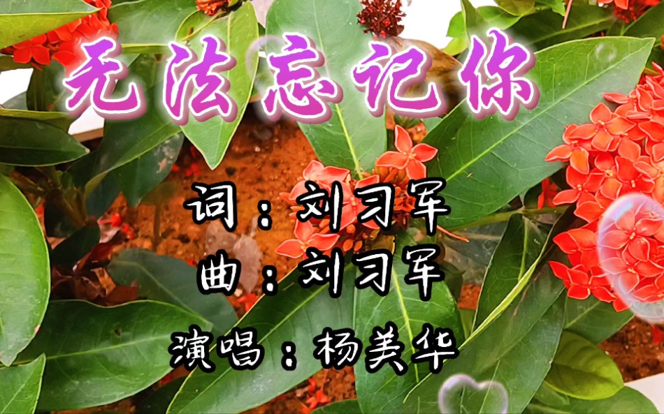 杨美华一首《无法忘记你》歌声悦耳动听,深情入心,醉人心扉.