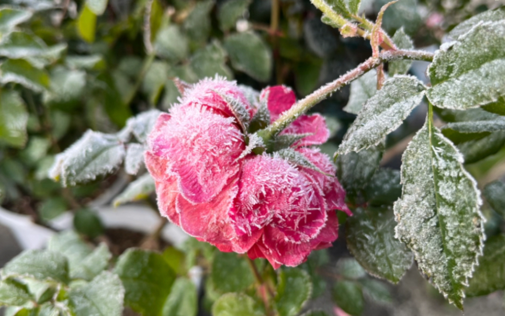 速冻!霜冻天气里的植物