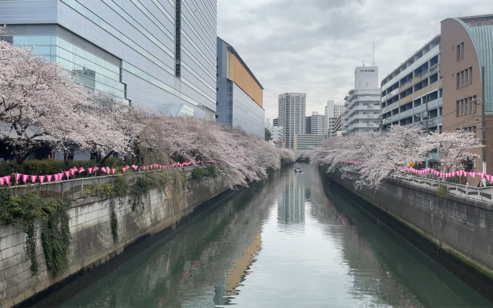 [4k] 東京櫻花漫步94(目黑川)