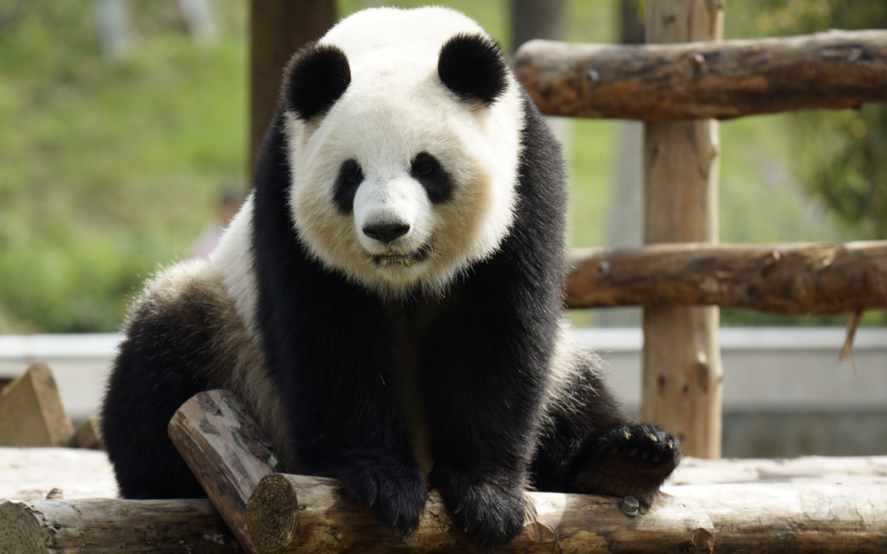 【大熊猫大美】她真的懂如何拿捏粉丝的心,圆圆耳朵圆圆脸太可爱了