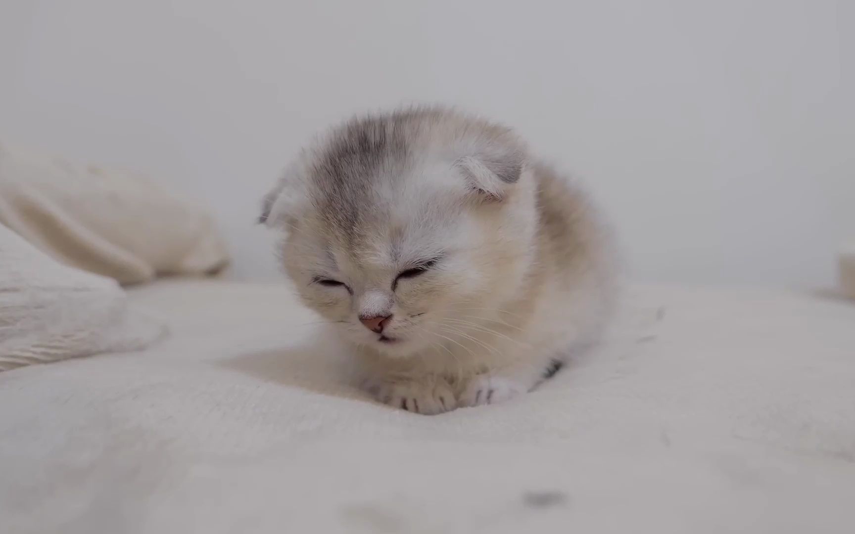 萌萌的小奶猫喵星人