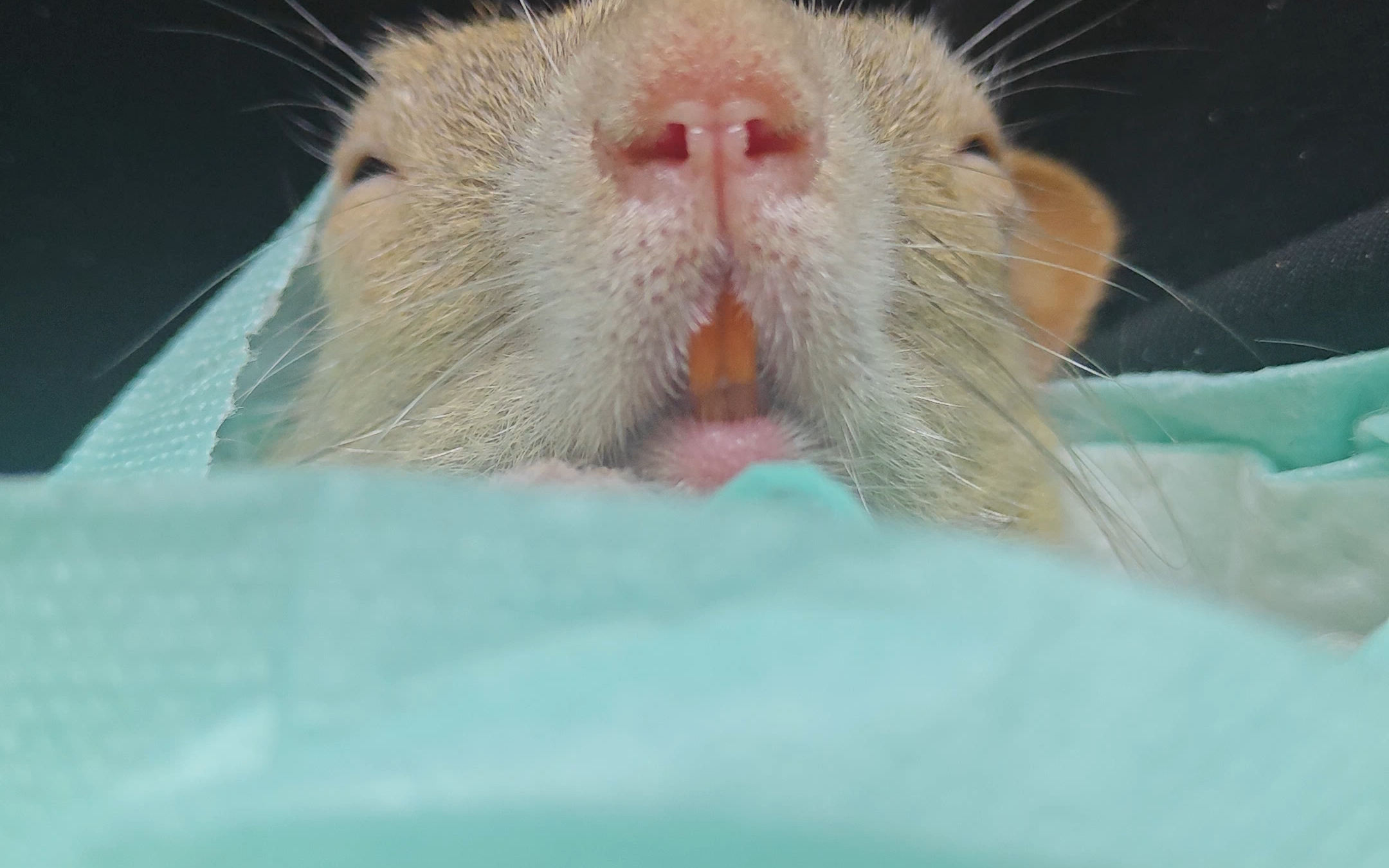 小松鼠:闭眼喝水,不会被打扰