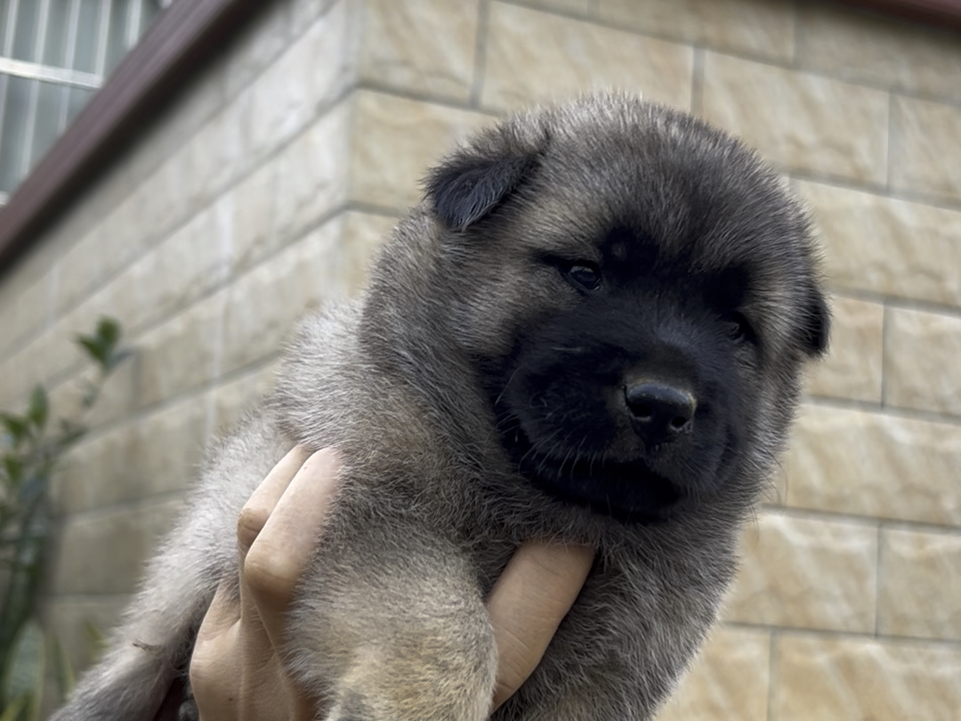 小乌嘴嘴,像只大老鼠宝宝 #中华田园犬