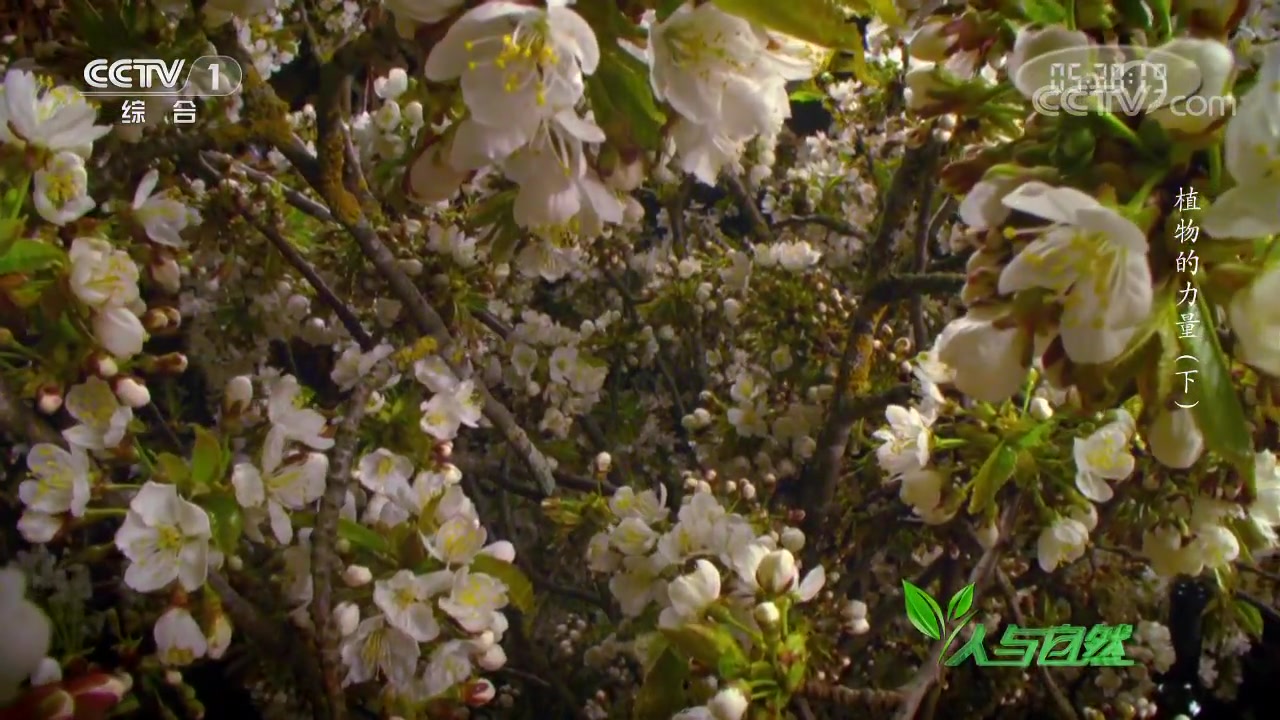 [图]央视： 植物的力量 全2集 高清