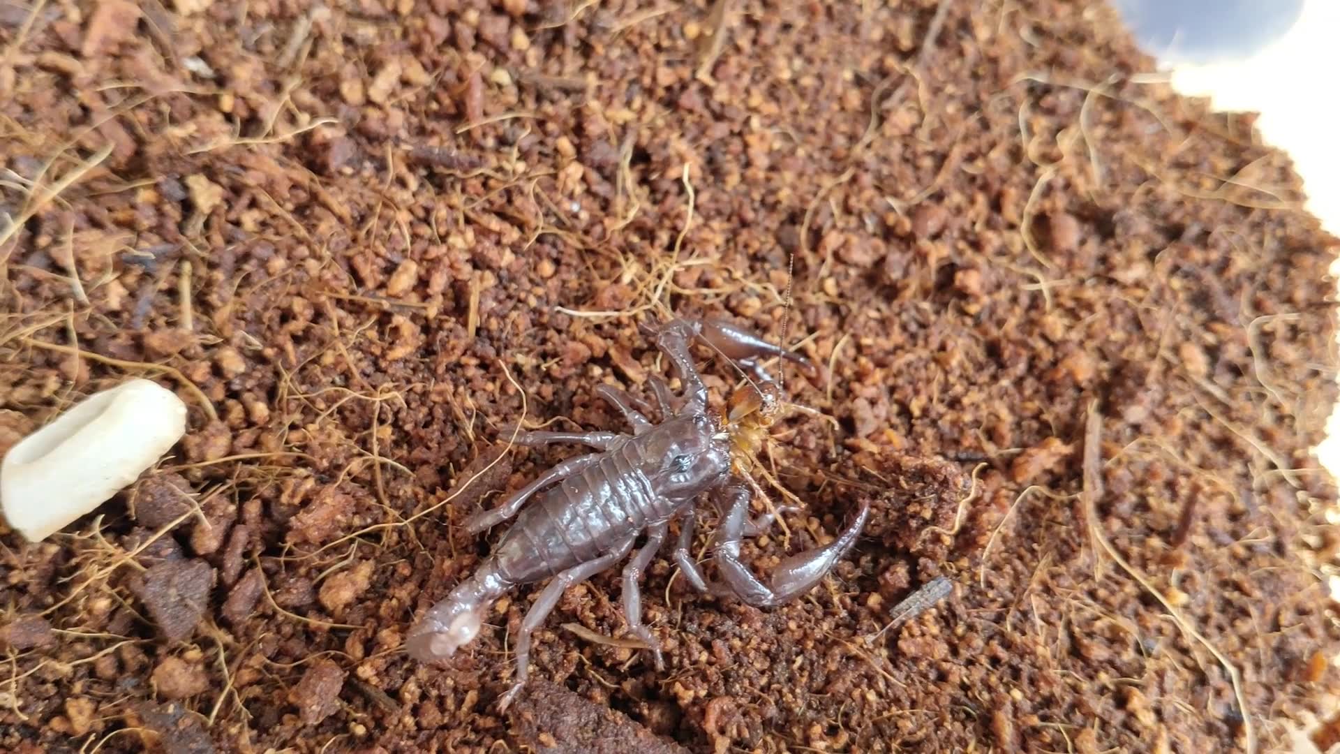 【蝎子】索氏异蝎蜕后开食