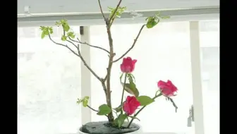 日本花道池坊自由花 哔哩哔哩 Bilibili