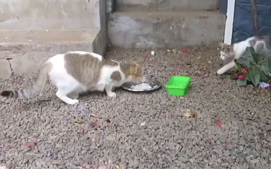 [图]猫妈妈驱赶自己的宝宝，小猫咪不舍离去，猫妈妈好狠心