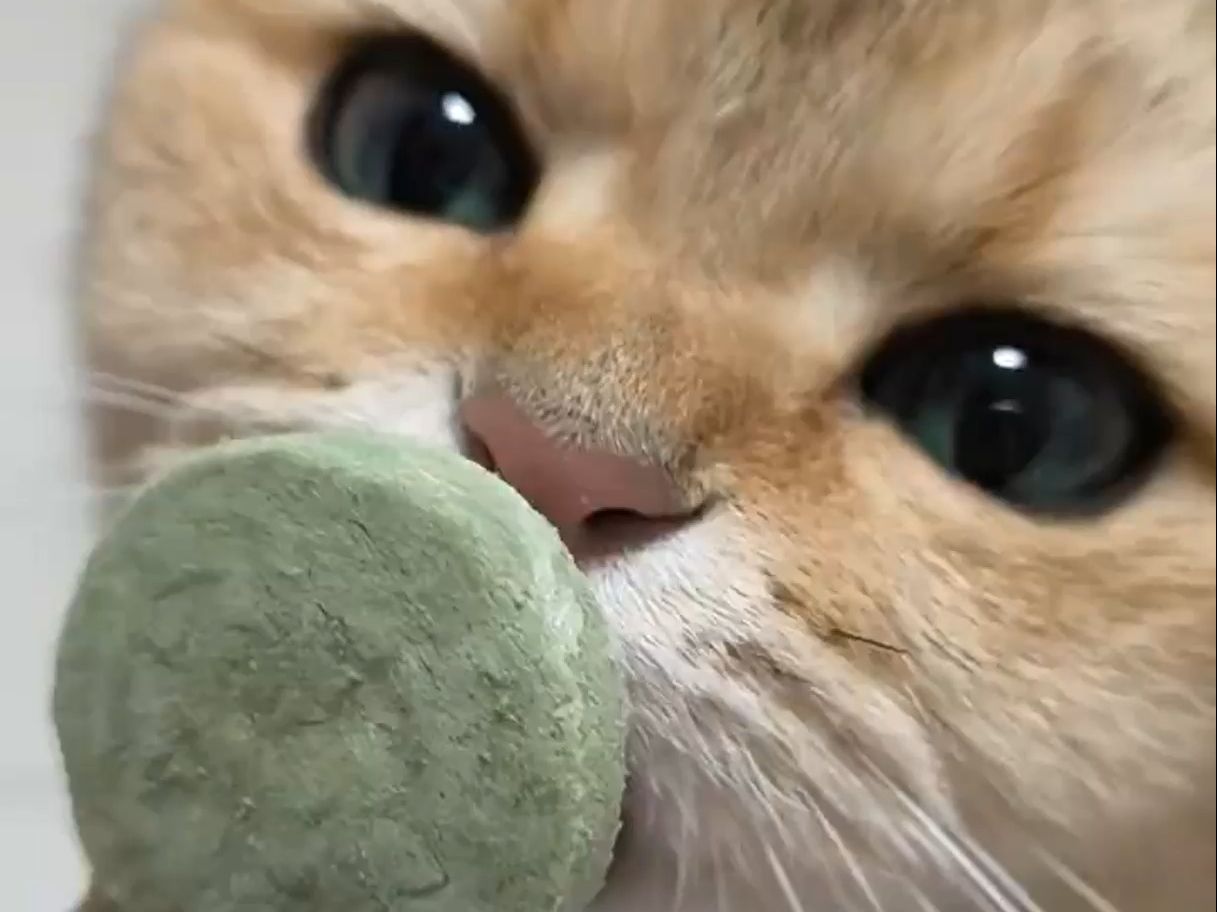 猫猫吃东西的声音好治愈呀!