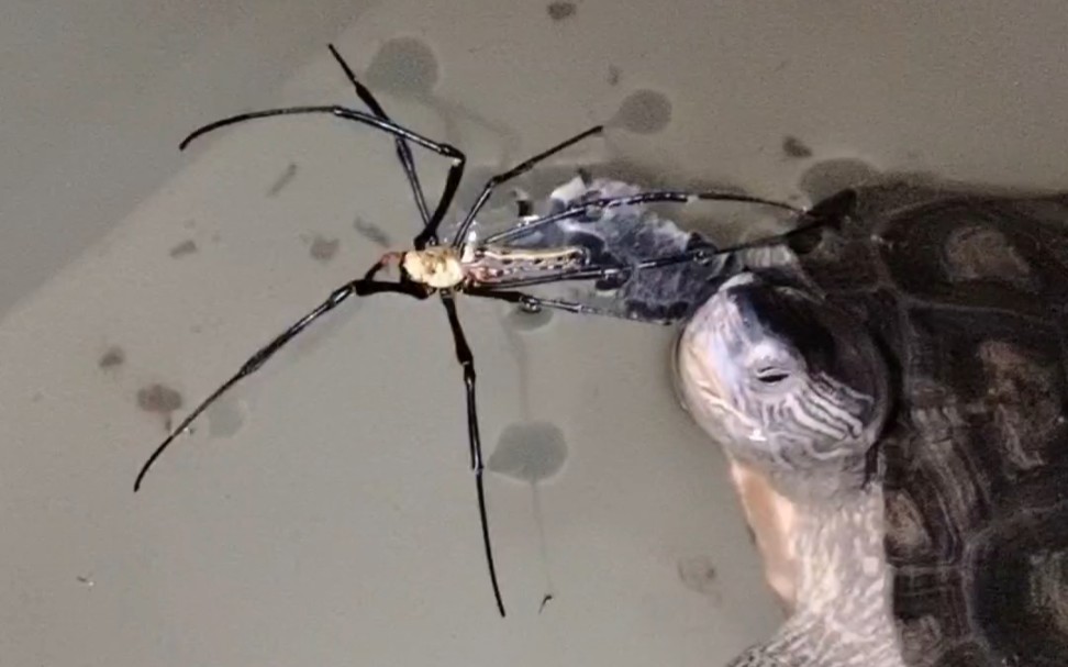 07.10黑颈杂花龟捕食斑络新妇(三倍速版)