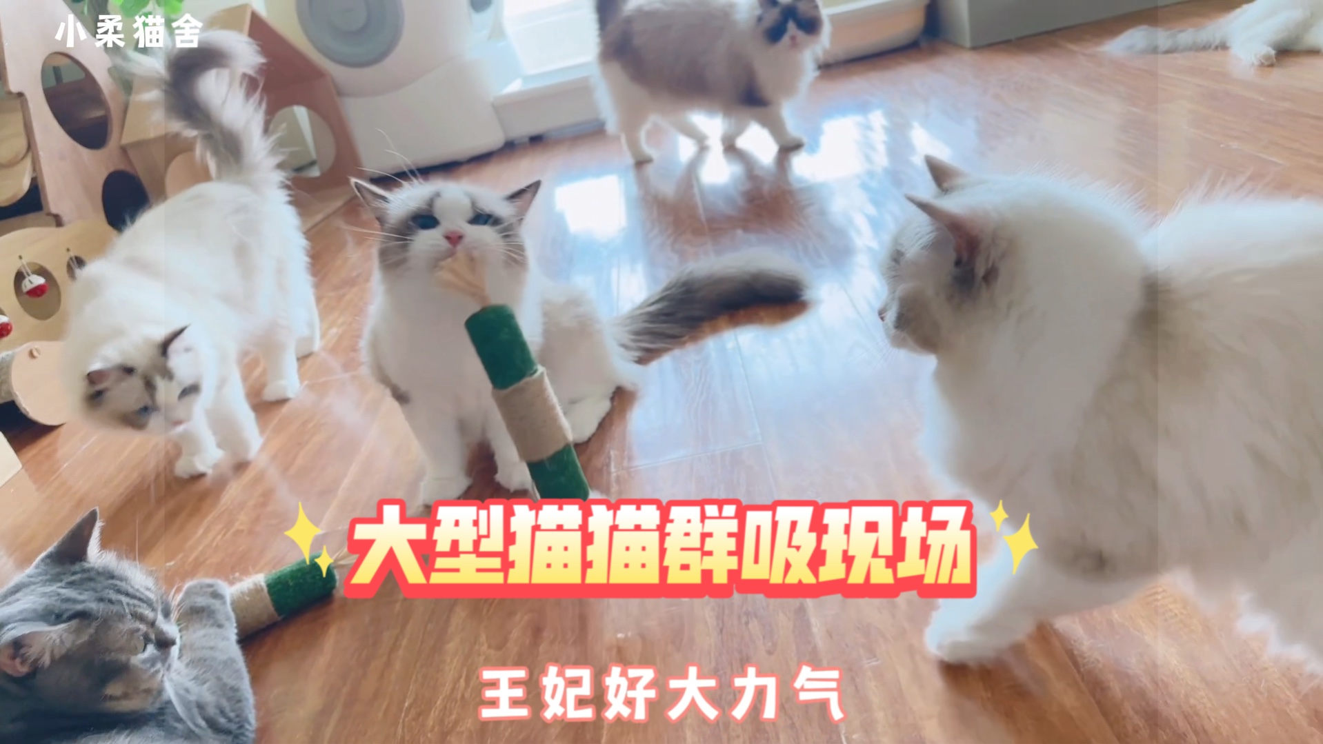 布偶猫舍Vlog231|哪只猫猫能受得了这种诱惑哔哩哔哩bilibili